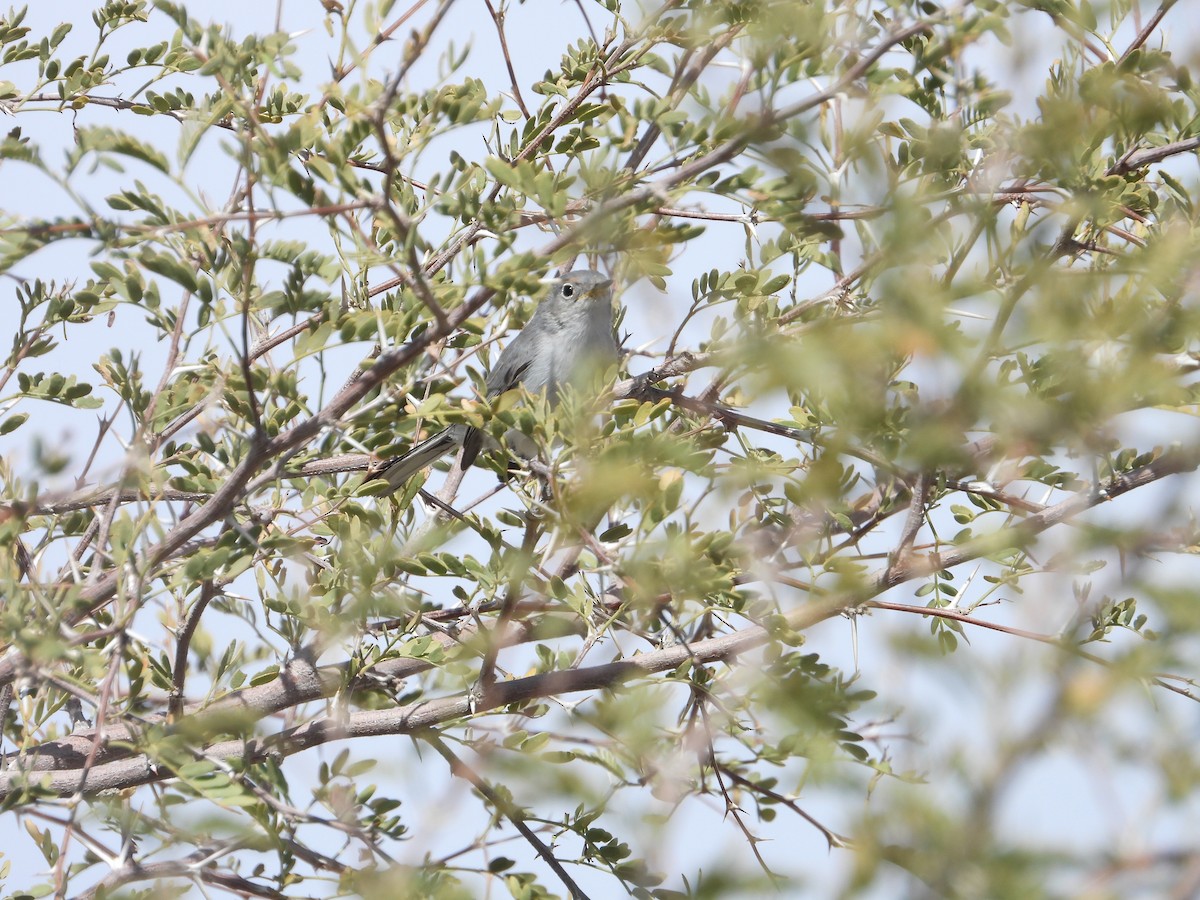 Blue-gray Gnatcatcher - Elizabeth Walsh