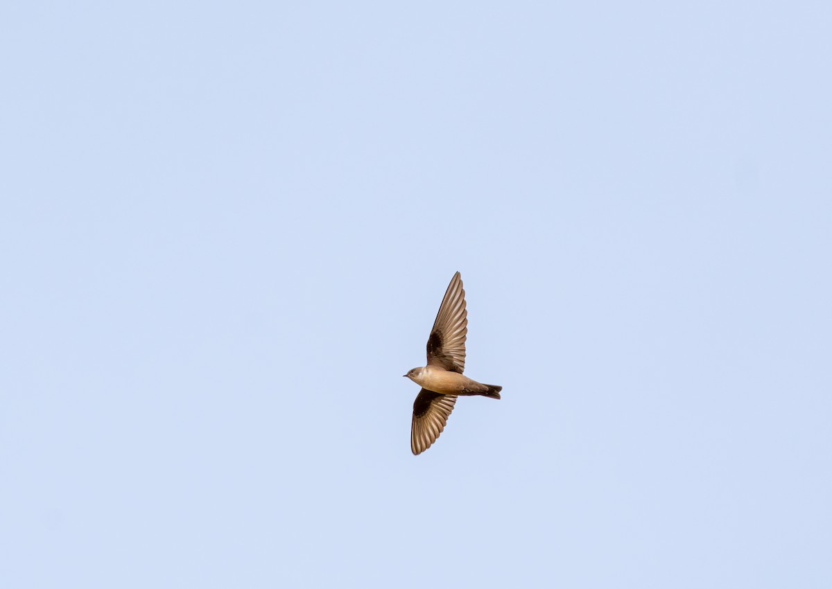 Eurasian Crag-Martin - ML610786734