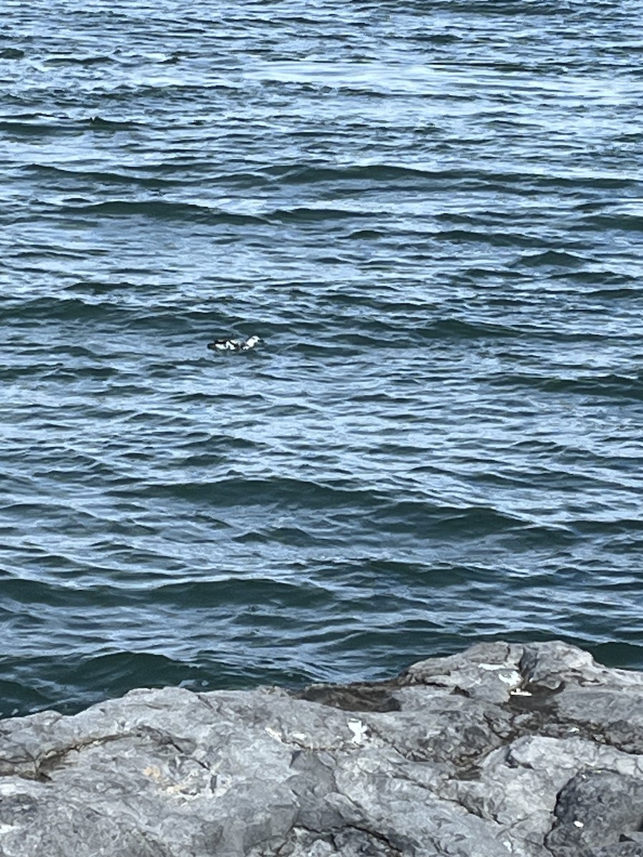 Black Guillemot - ML610786736