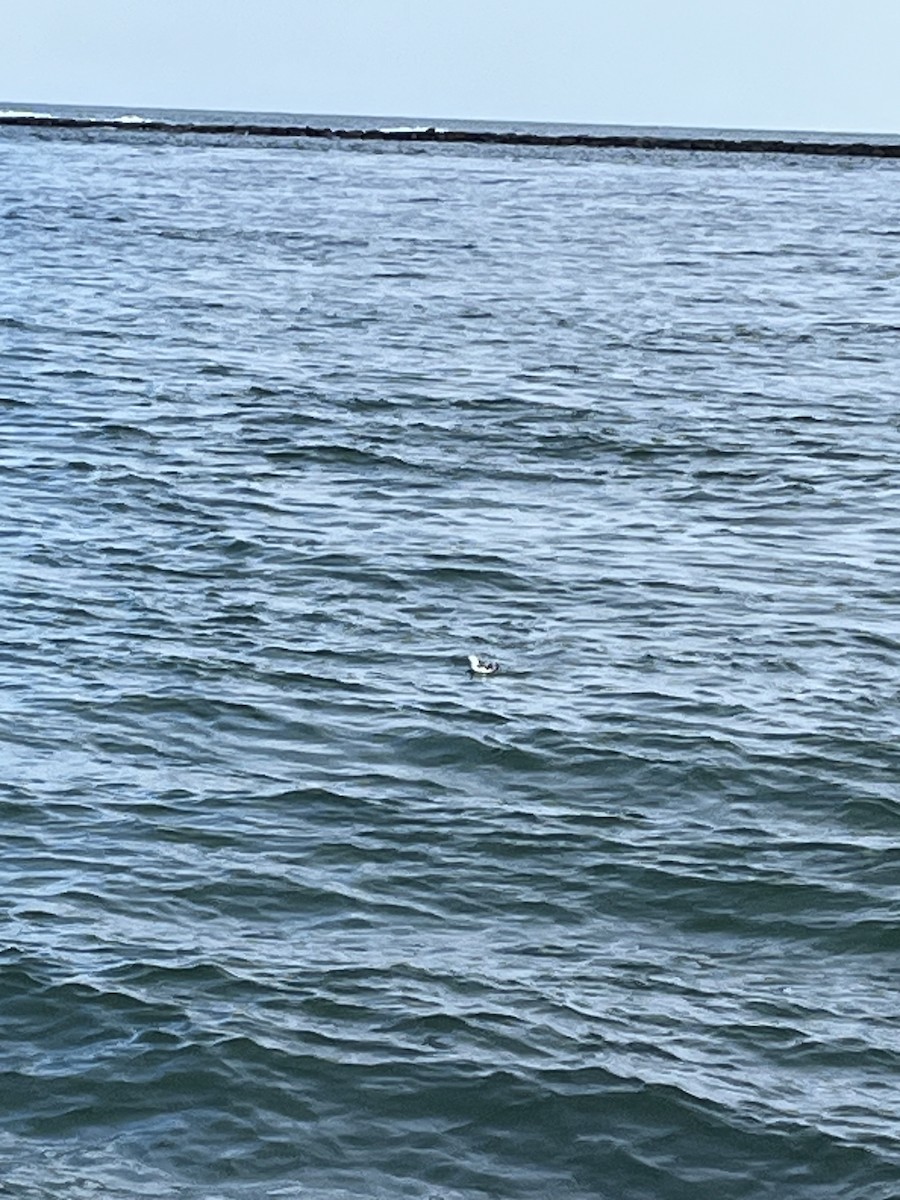 Black Guillemot - ML610786737