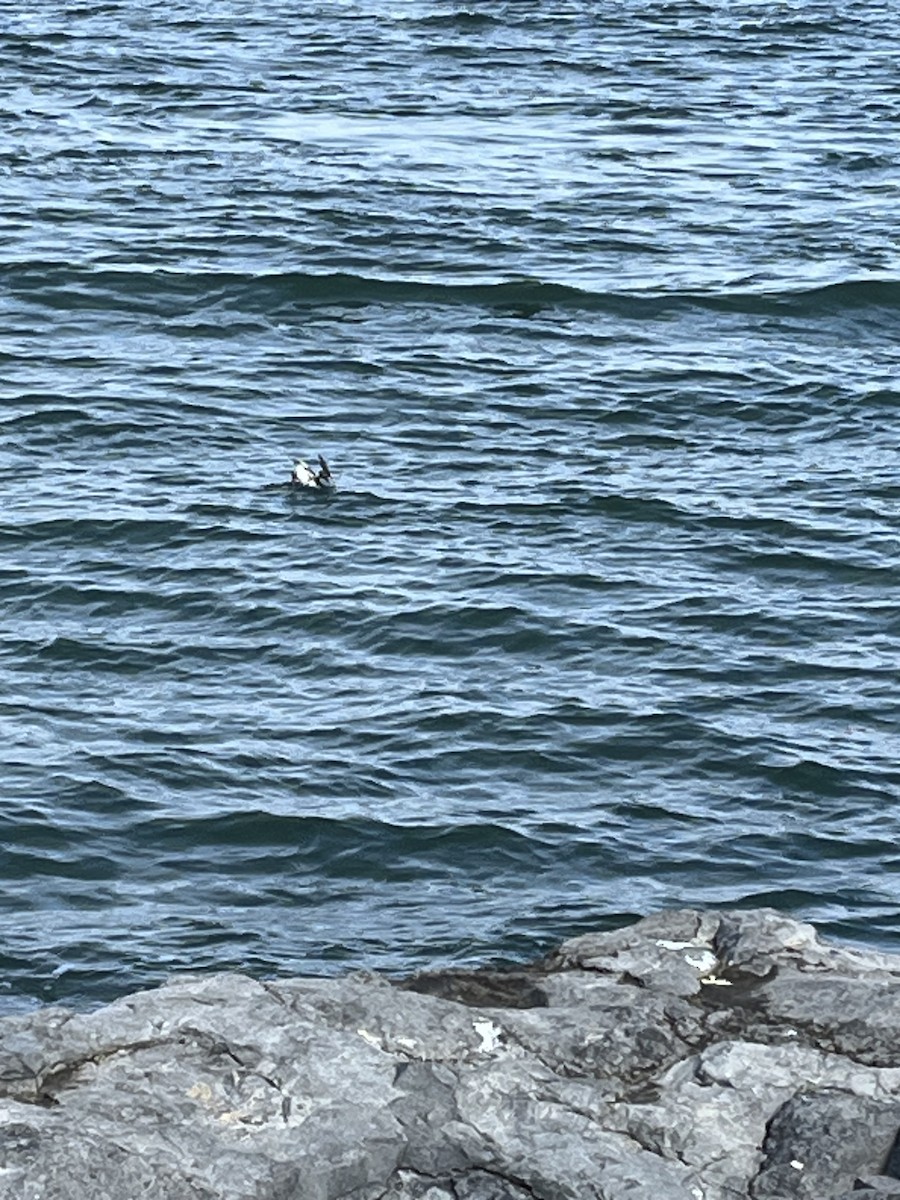 Black Guillemot - ML610786738