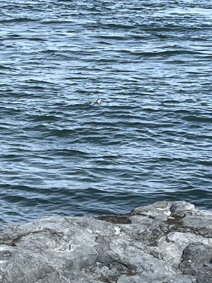 Black Guillemot - ML610786739