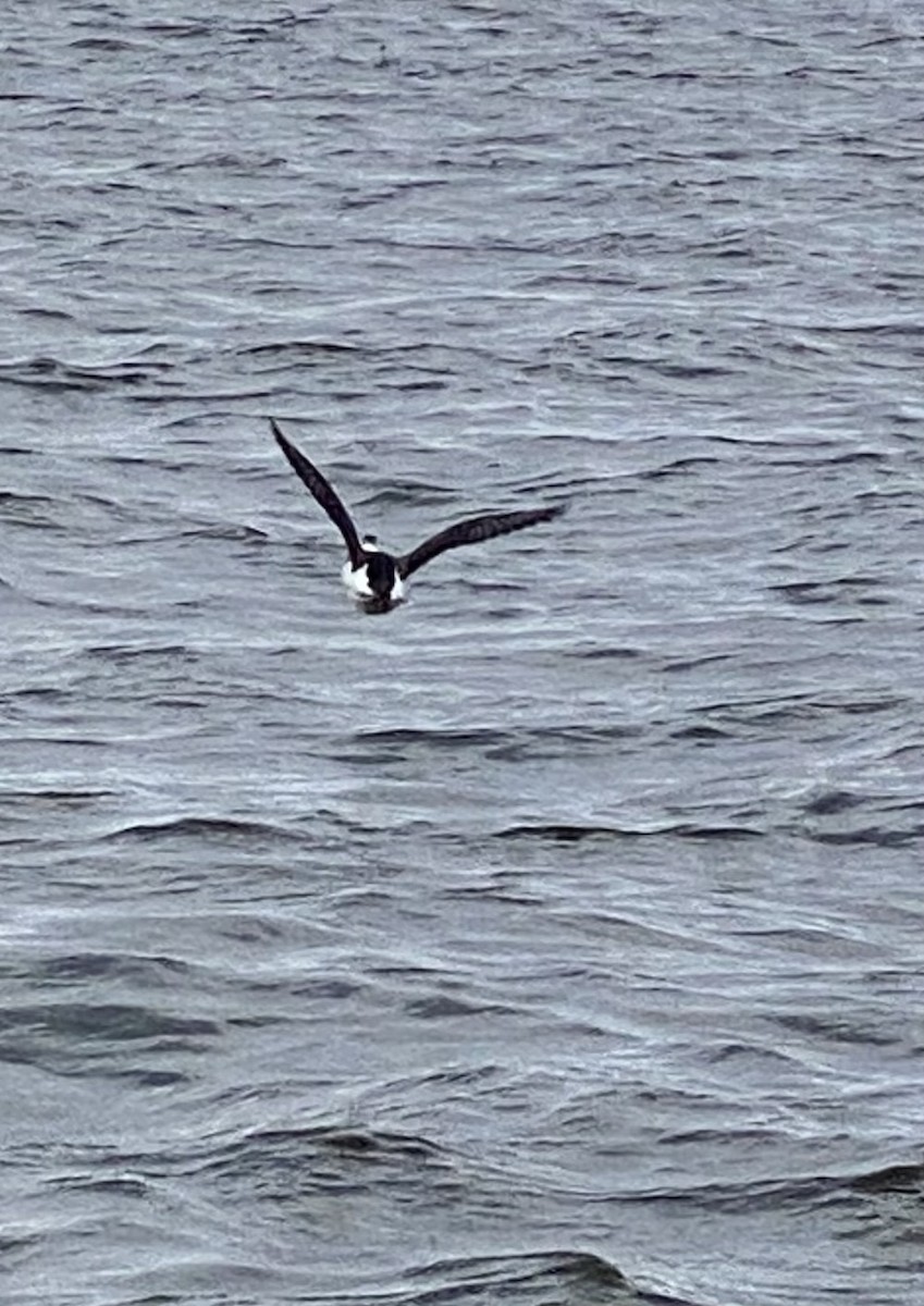 Long-tailed Duck - ML610786743