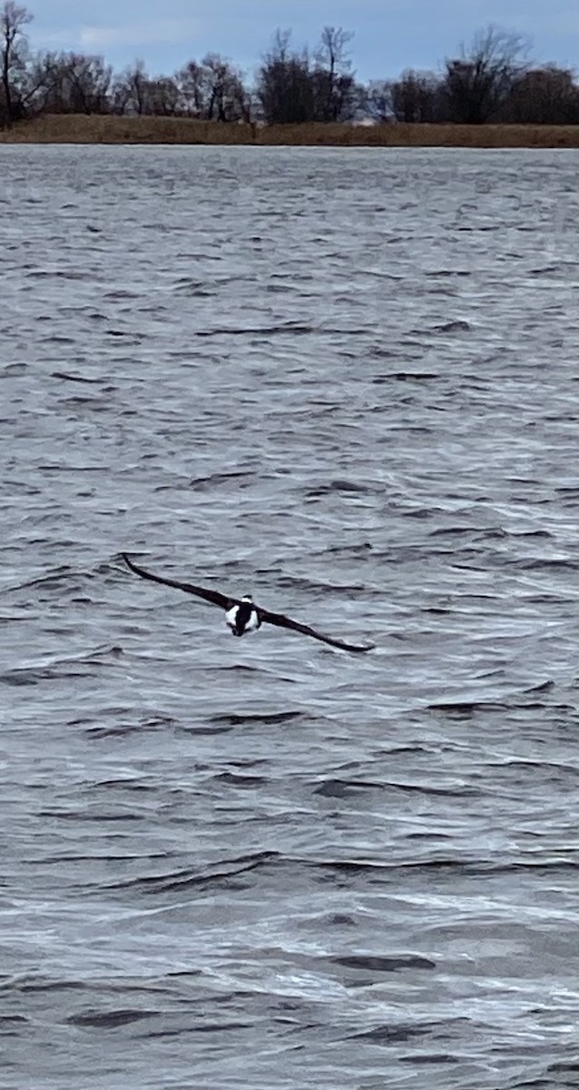 Long-tailed Duck - ML610786744