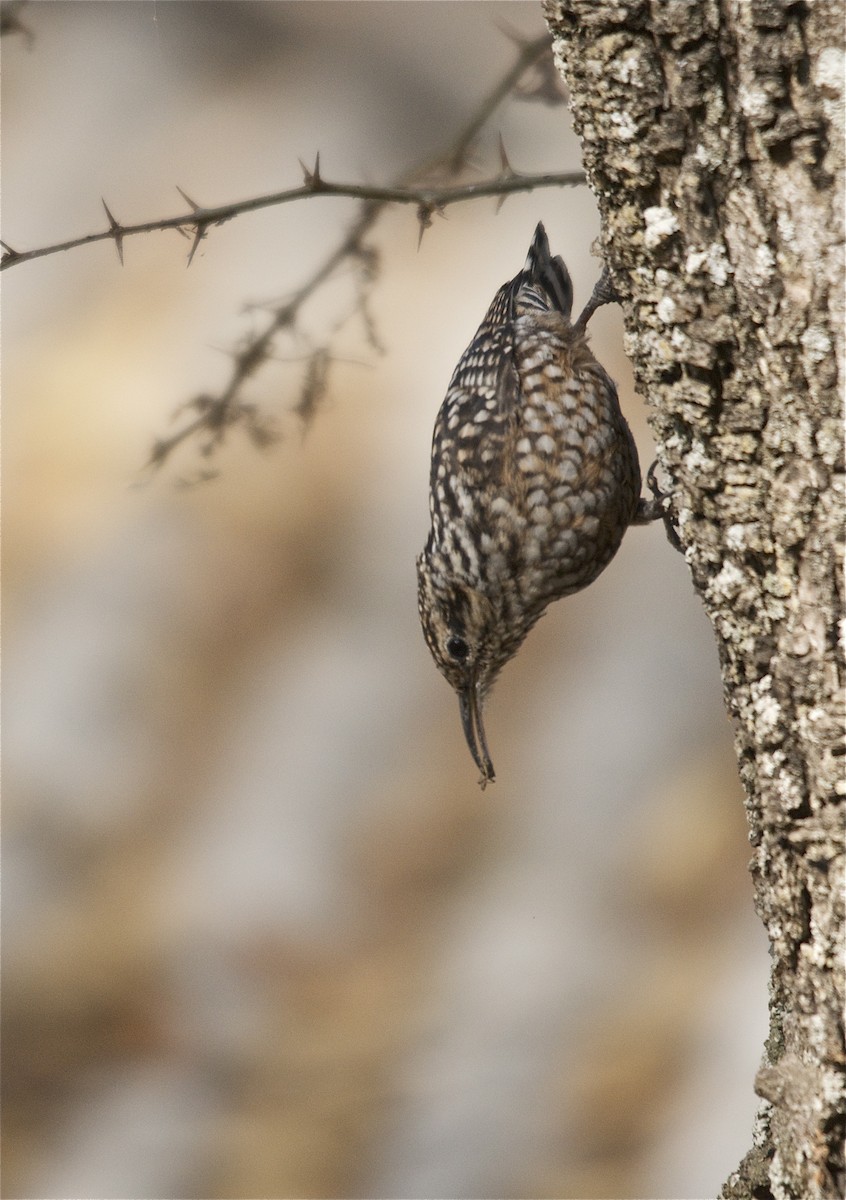 African Spotted Creeper - Nicolas Martinez