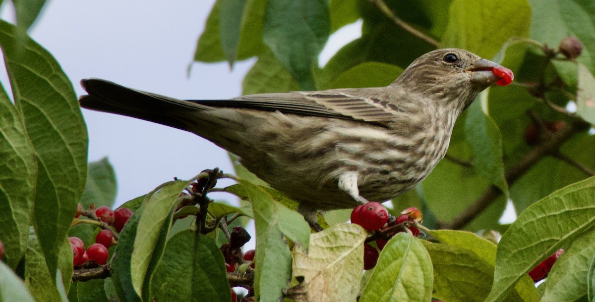 House Finch - ML610786894