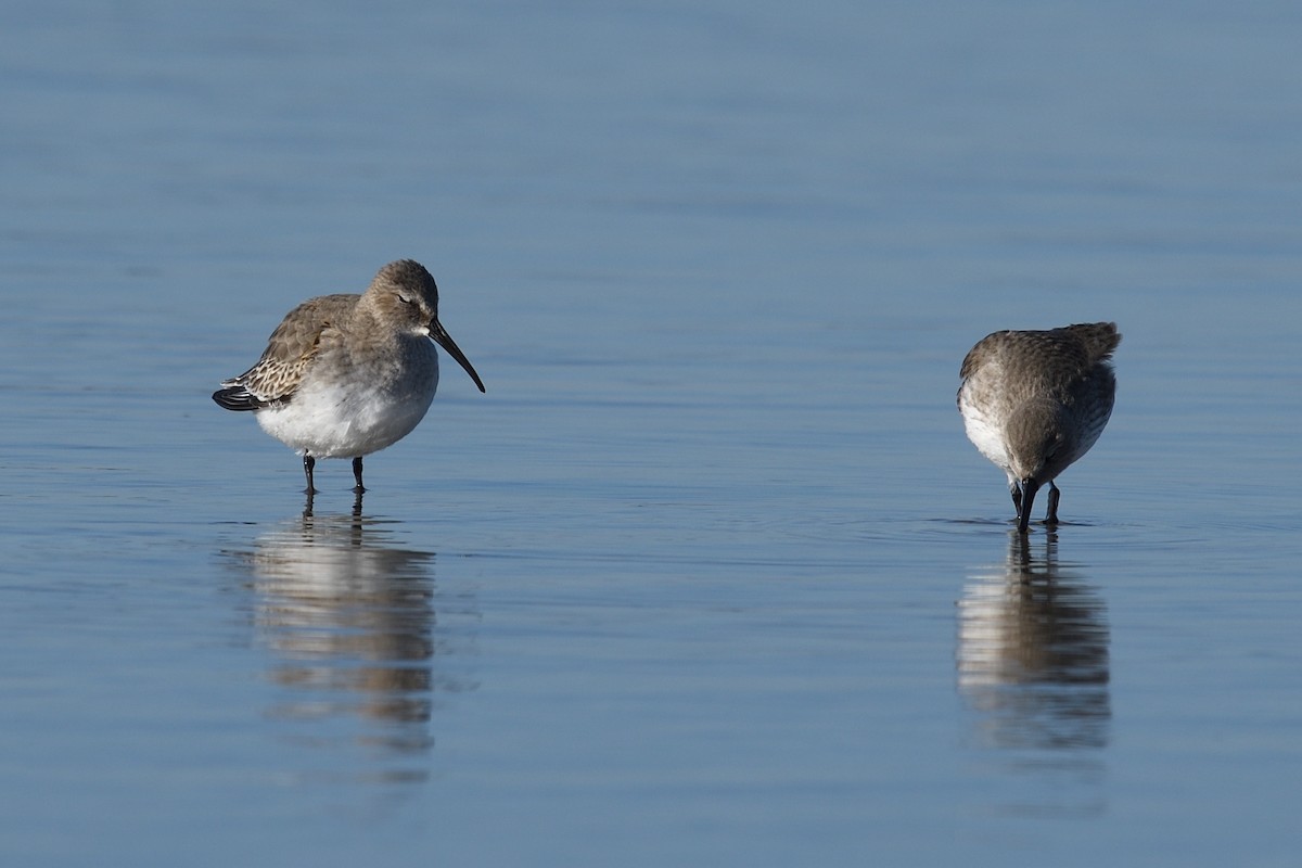 Dunlin - Shane Carroll