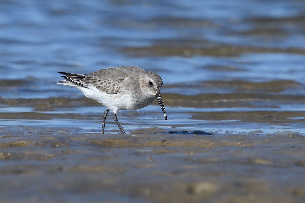 Dunlin - Shane Carroll