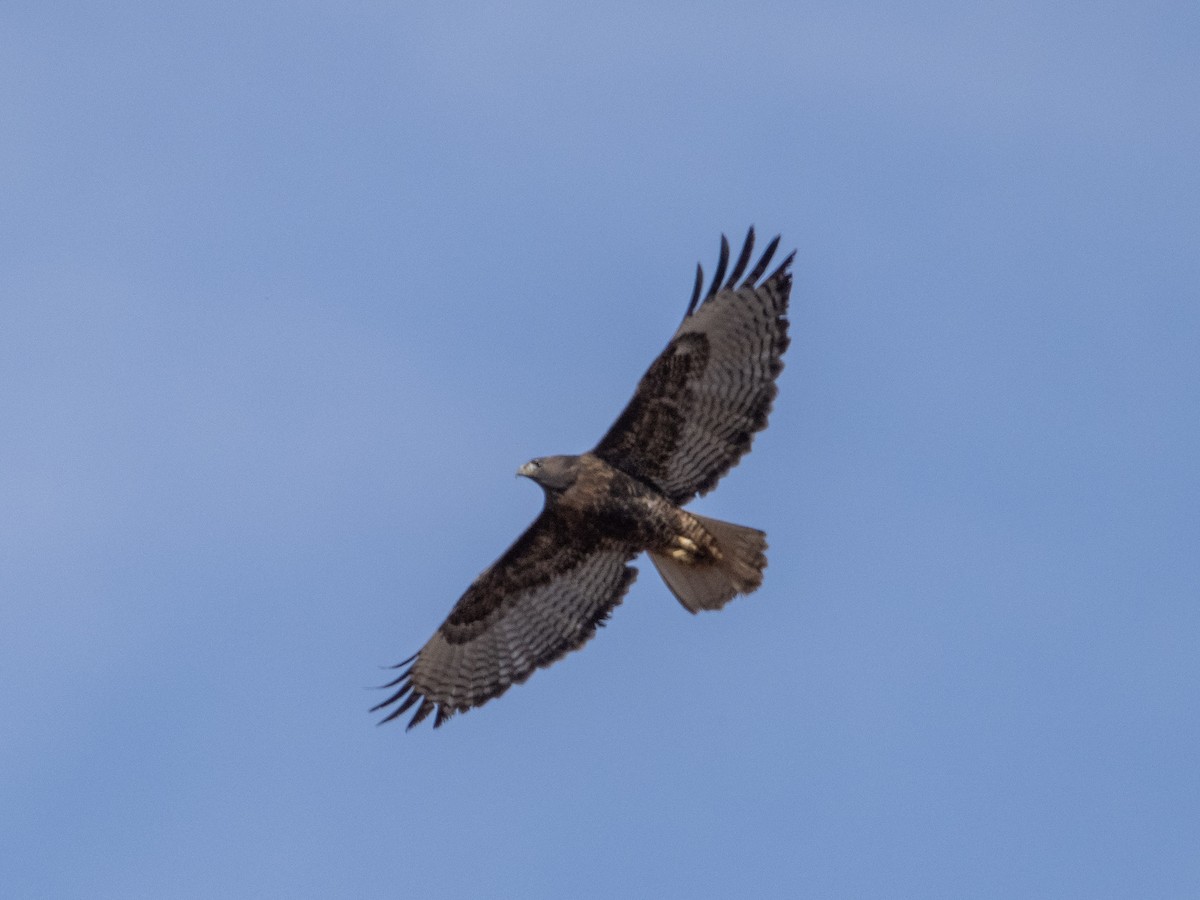 Red-tailed Hawk (calurus/alascensis) - ML610786992