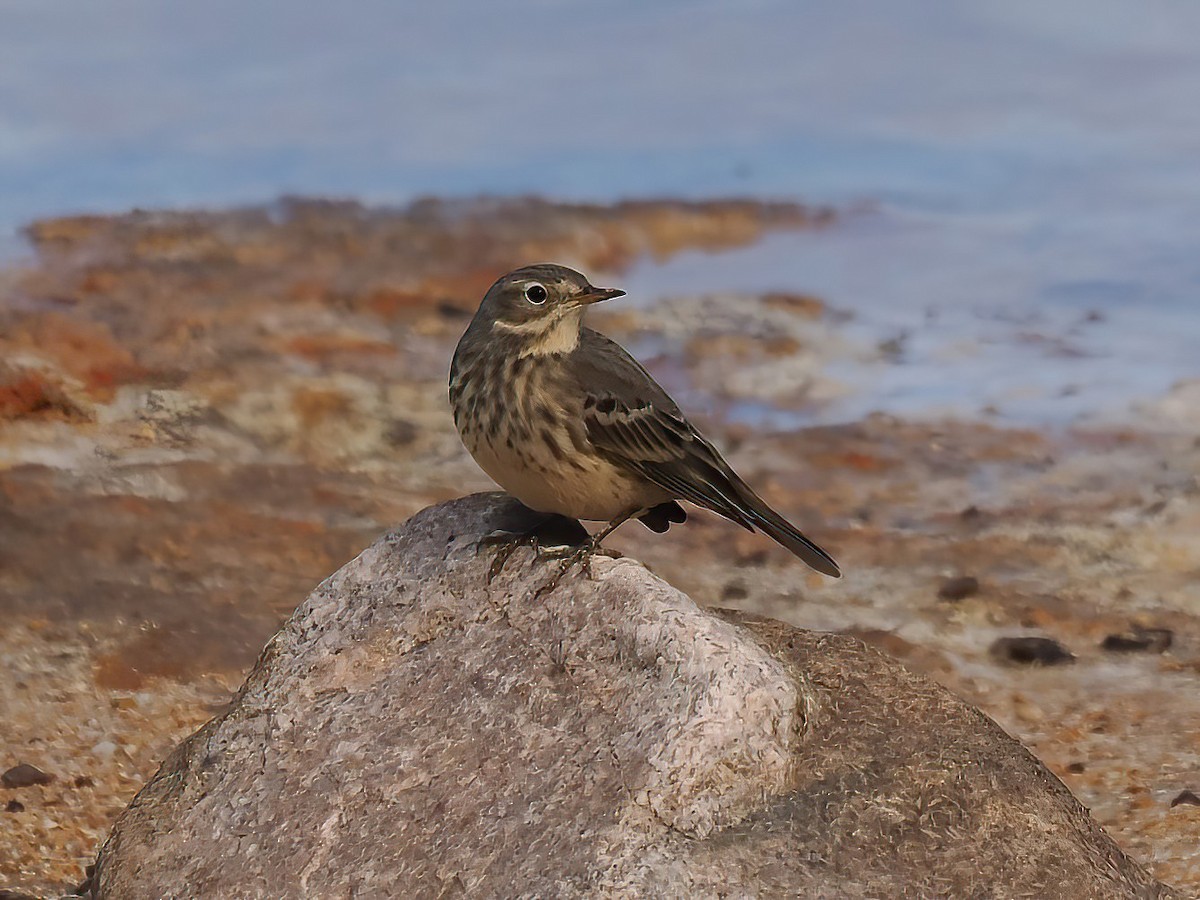 American Pipit - ML610787118