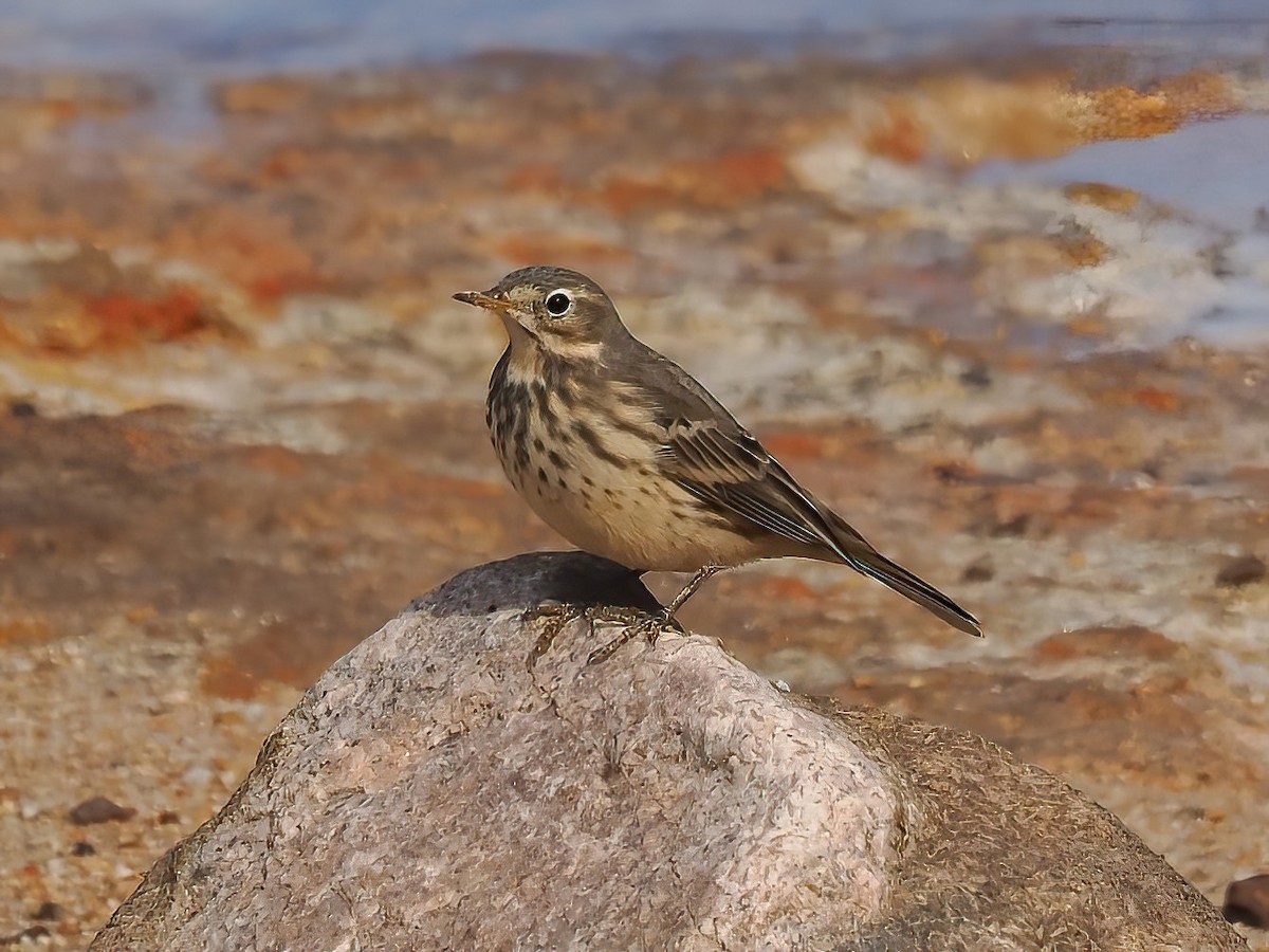 American Pipit - ML610787119