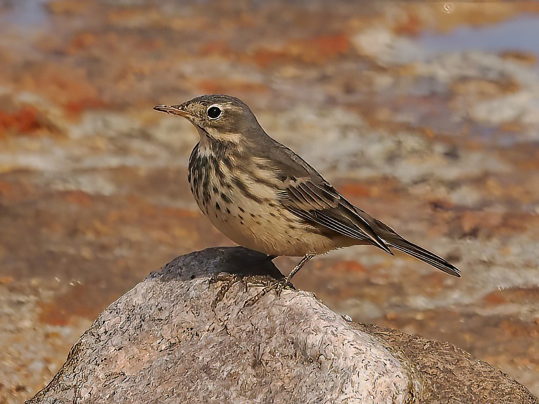 American Pipit - ML610787120