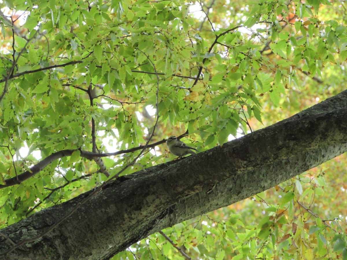 Golden-crowned Kinglet - ML610787143