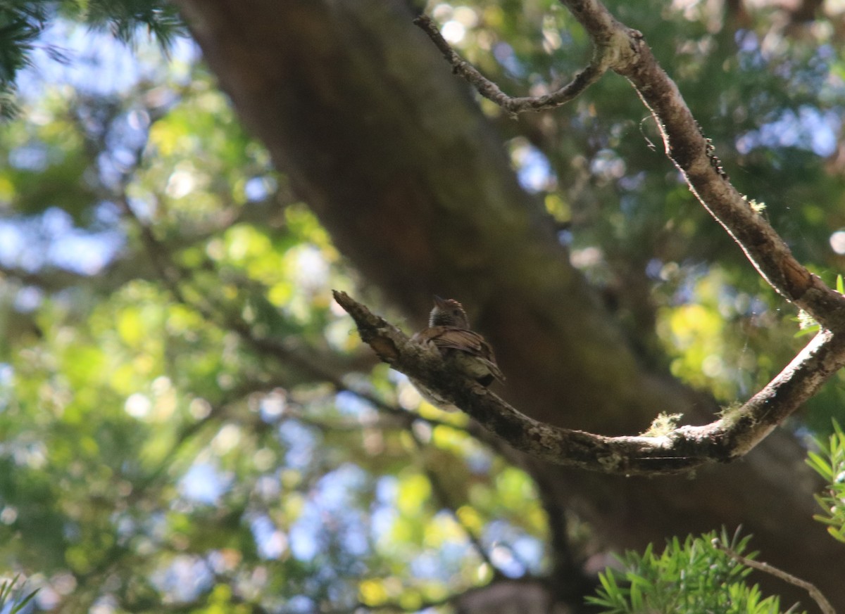 Scaly-throated Honeyguide - ML610787189