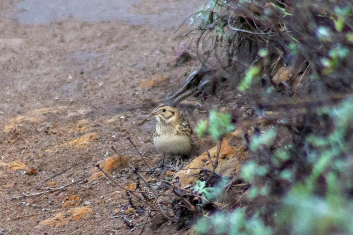 Lapland Longspur - ML610787210