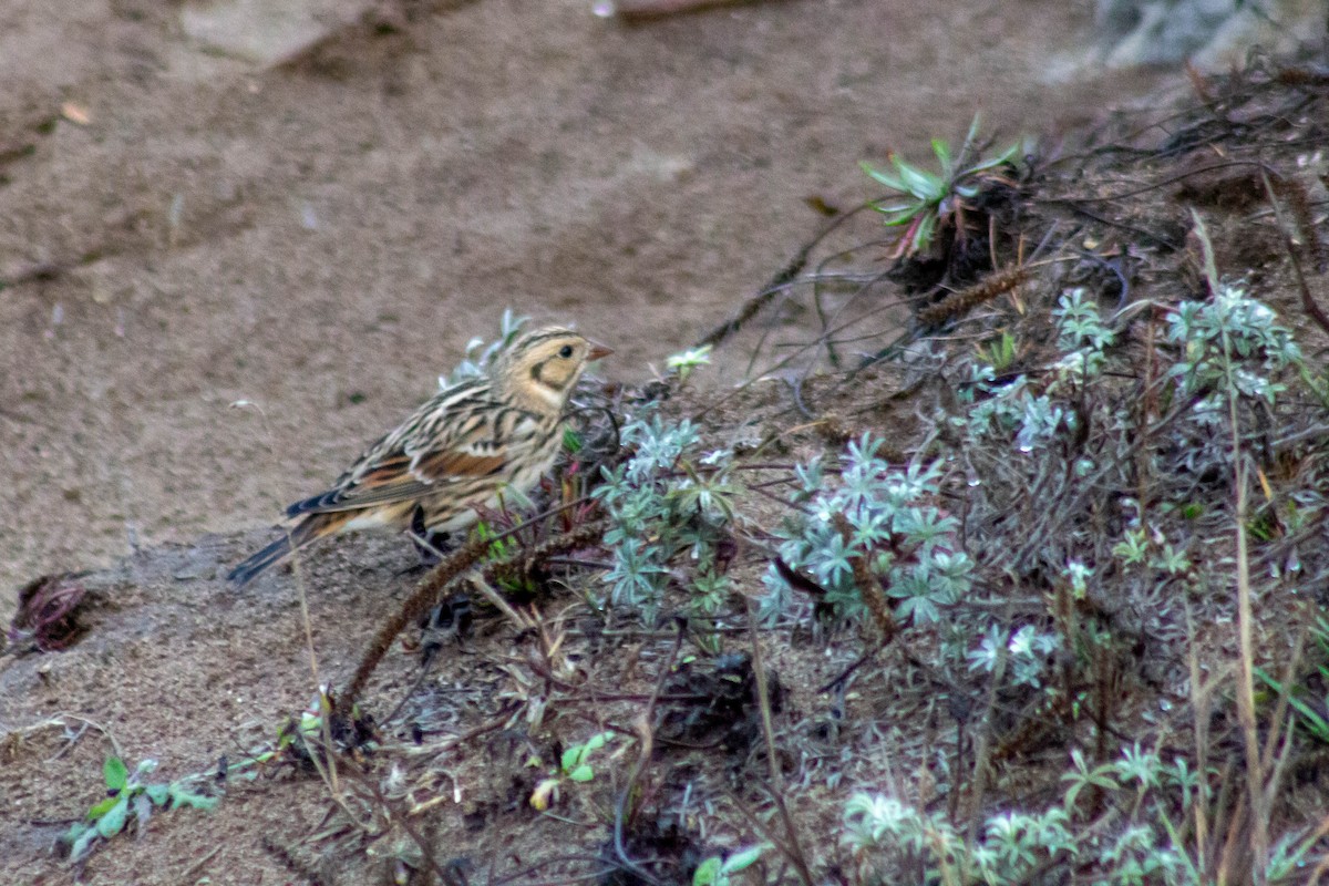 Lapland Longspur - ML610787211