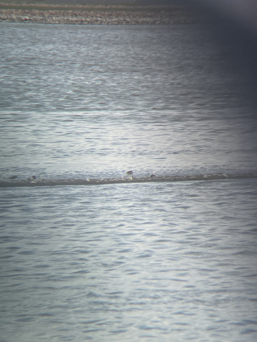 Long-billed Dowitcher - ML610787313