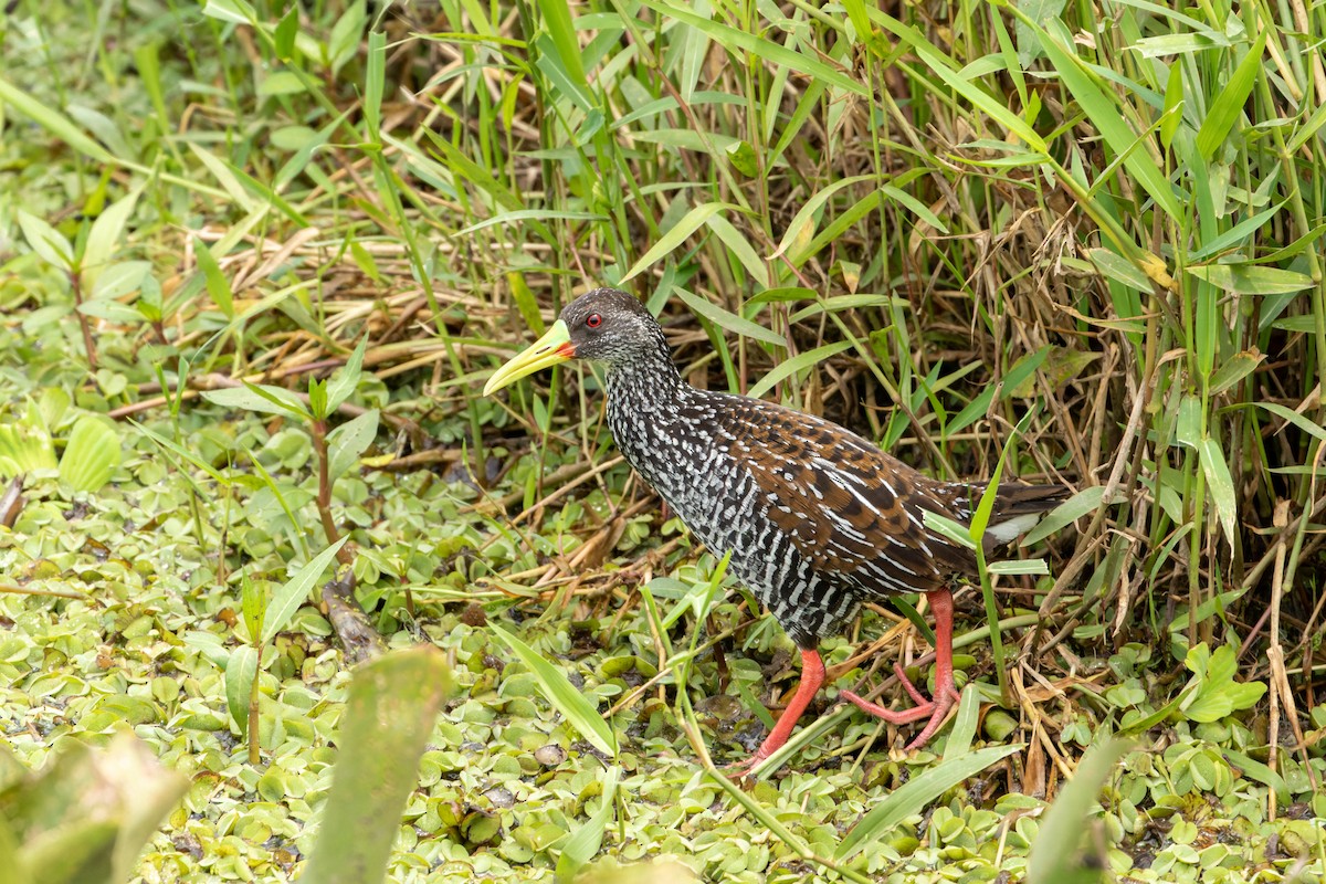 Spotted Rail - ML610787354