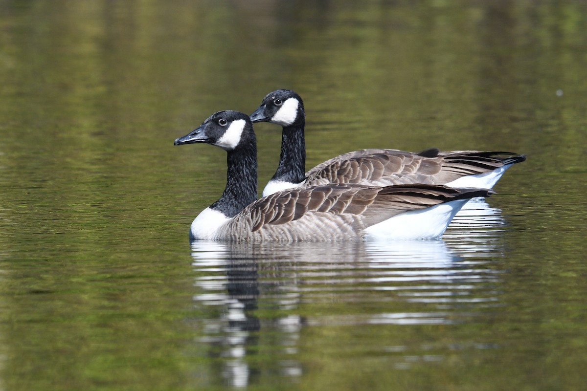 Canada Goose - Shane Carroll