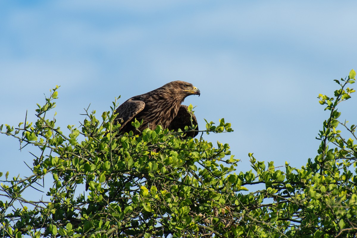 Águila Rapaz - ML610787447