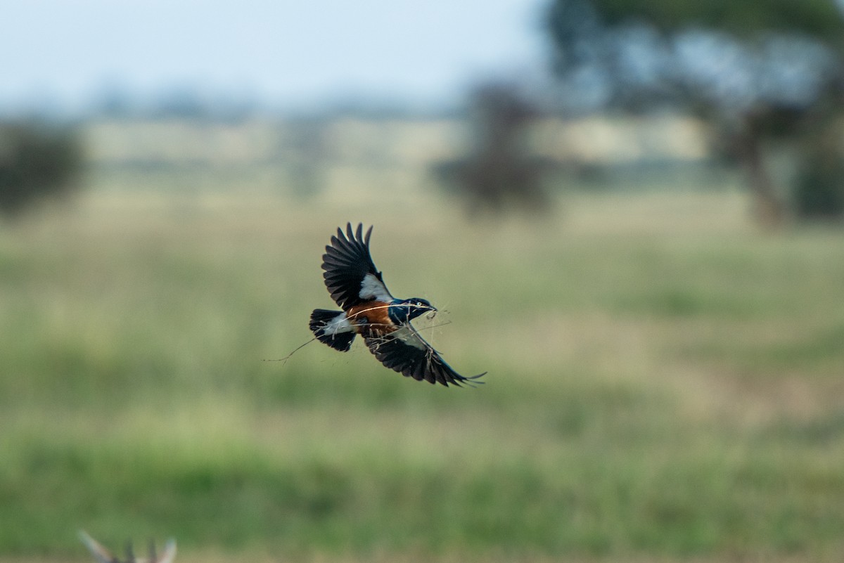 Superb Starling - ML610787479