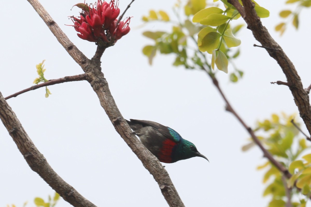 Neergaard's Sunbird - ML610787502