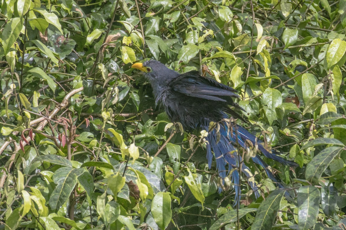 Blue Malkoha - ML610787612