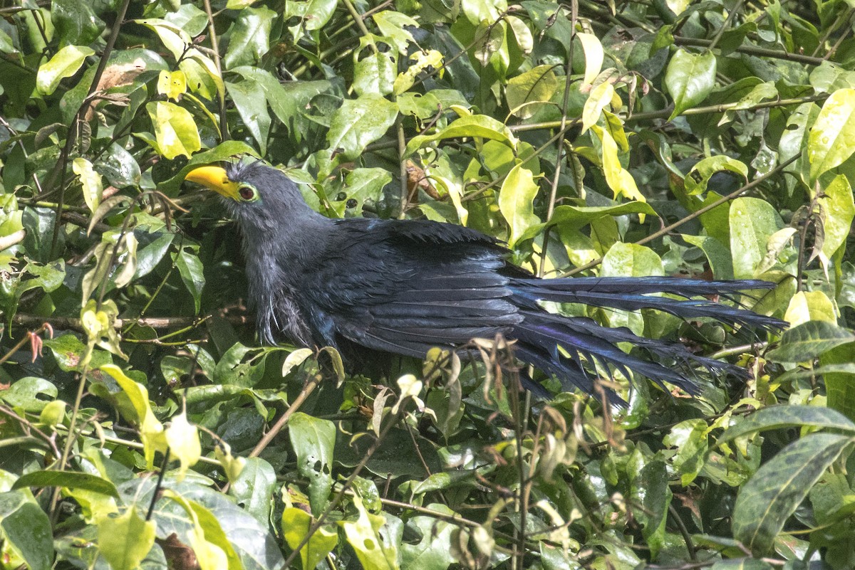 Blue Malkoha - ML610787618