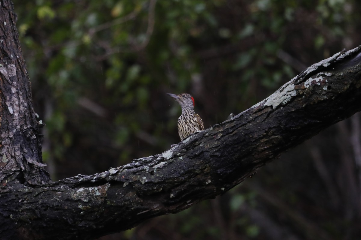 Cardinal Woodpecker - ML610787638