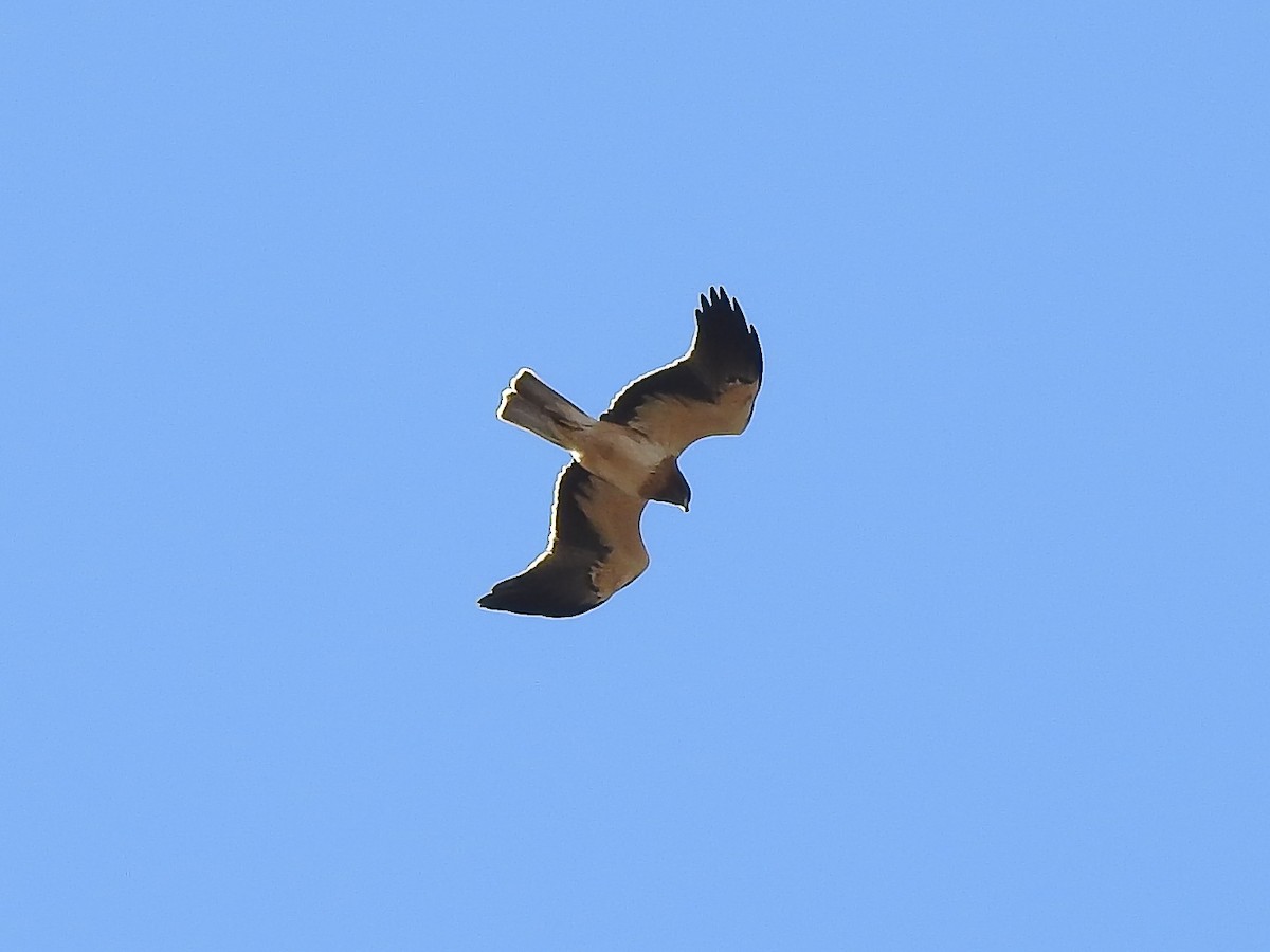 Booted Eagle - ML610787652