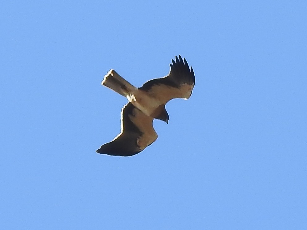 Booted Eagle - Jorge Crespo Pérez