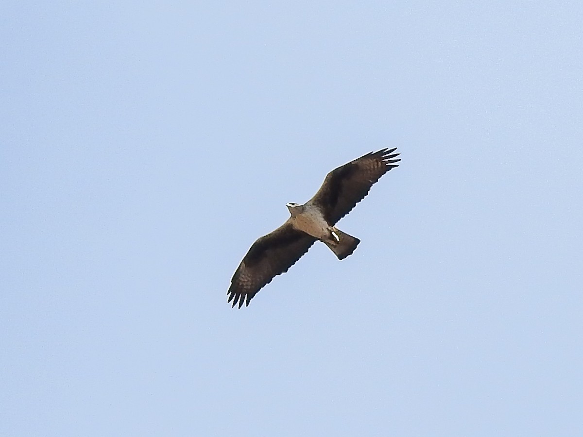 Bonelli's Eagle - Jorge Crespo Pérez