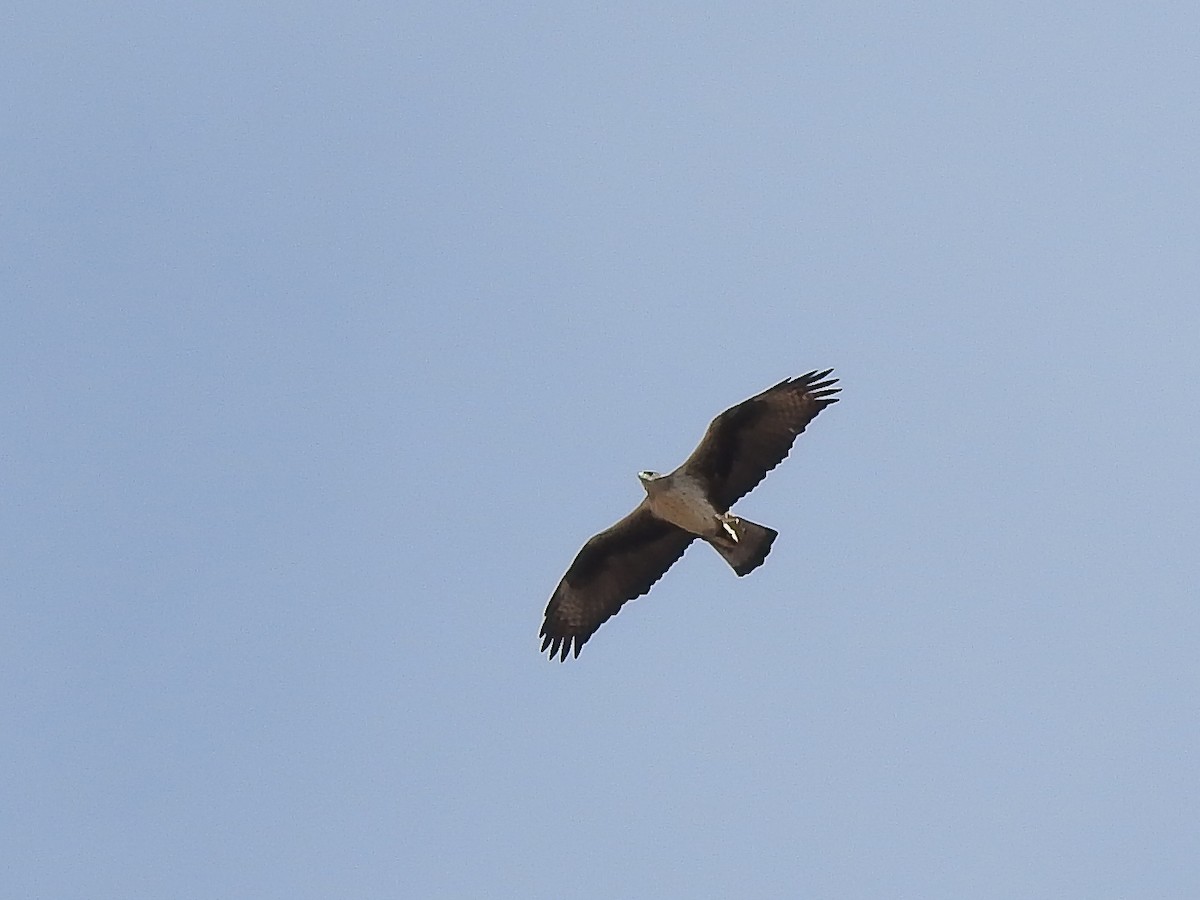 Águila Perdicera - ML610787670