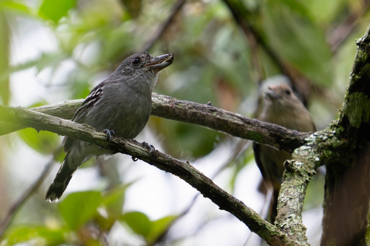 Sooretama Slaty-Antshrike - ML610787673