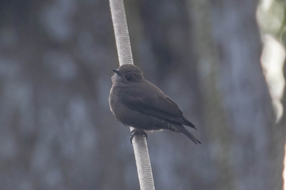 Ussher's Flycatcher - ML610787696