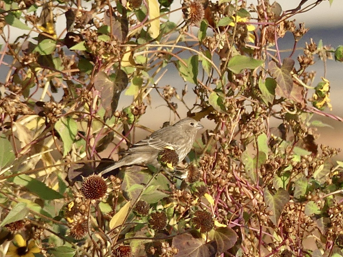 House Finch - ML610787770