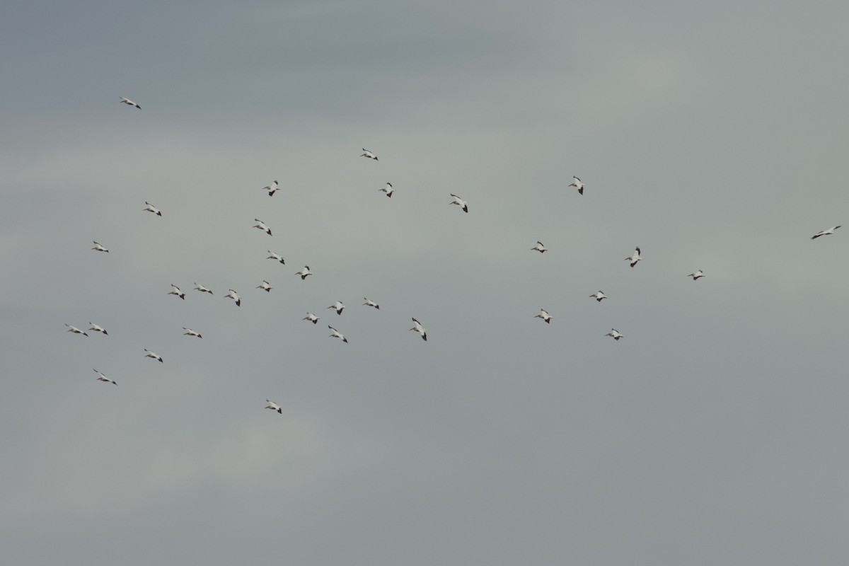 American White Pelican - ML610787789