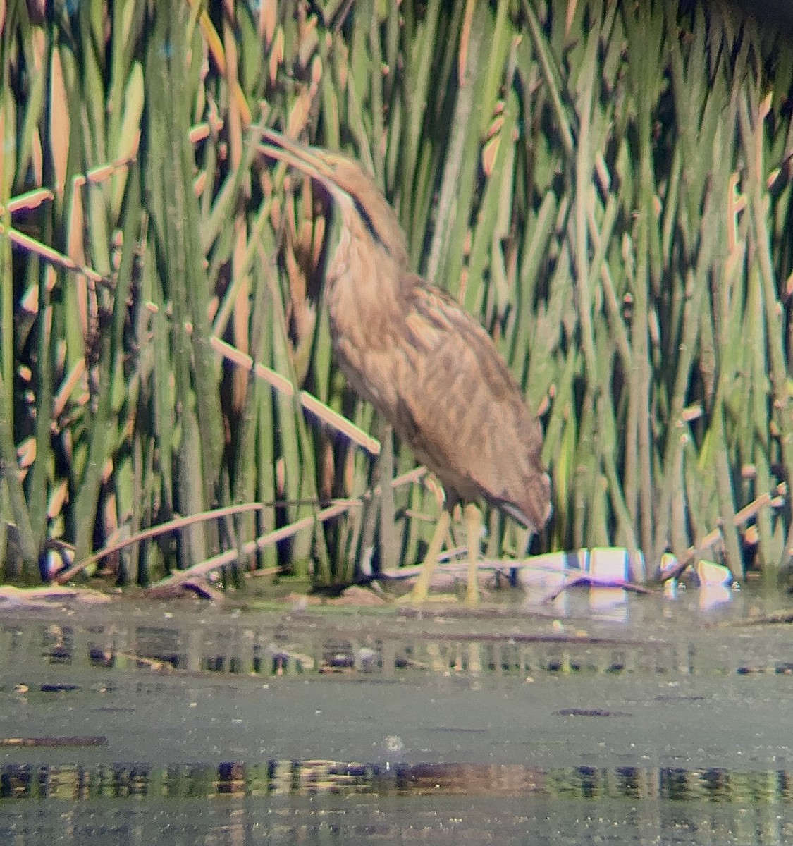 American Bittern - ML610787840