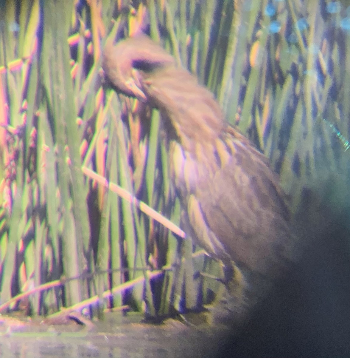 American Bittern - Terri Williams