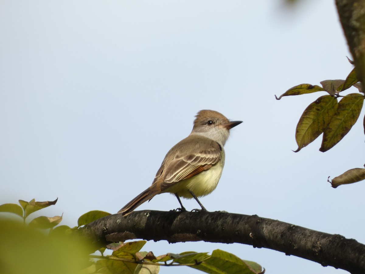 Ash-throated Flycatcher - ML610787880