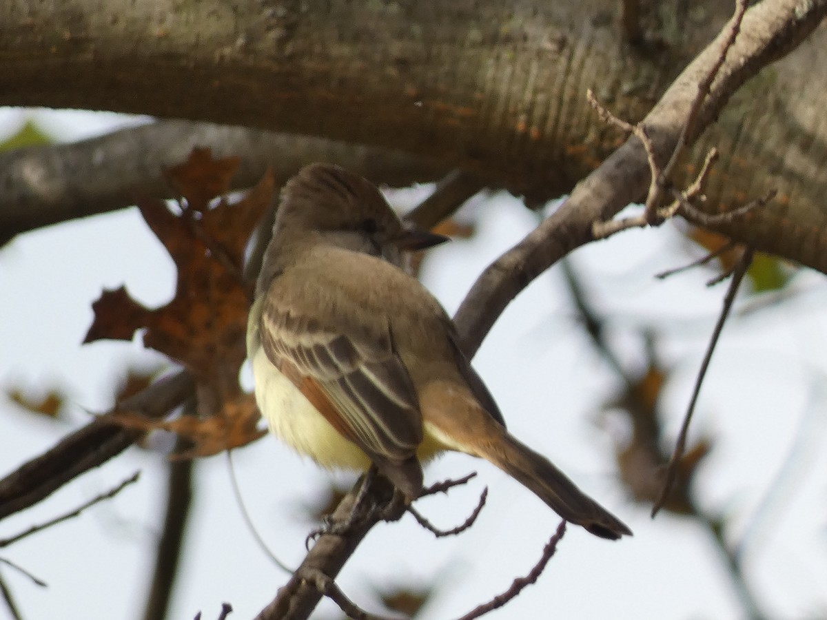 Ash-throated Flycatcher - ML610787881
