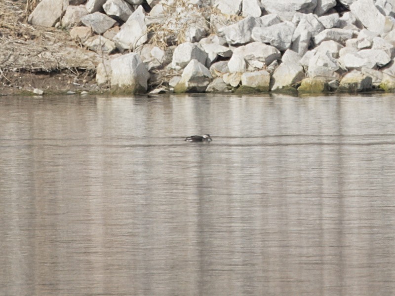 Long-tailed Duck - ML610787955