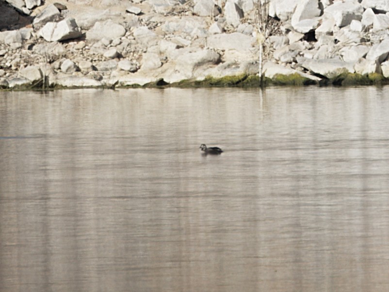 Long-tailed Duck - Dave Prentice