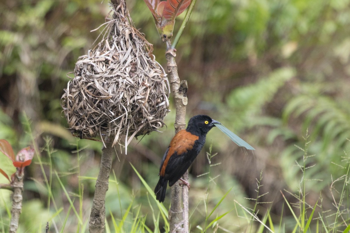 Chestnut-and-black Weaver - ML610788092