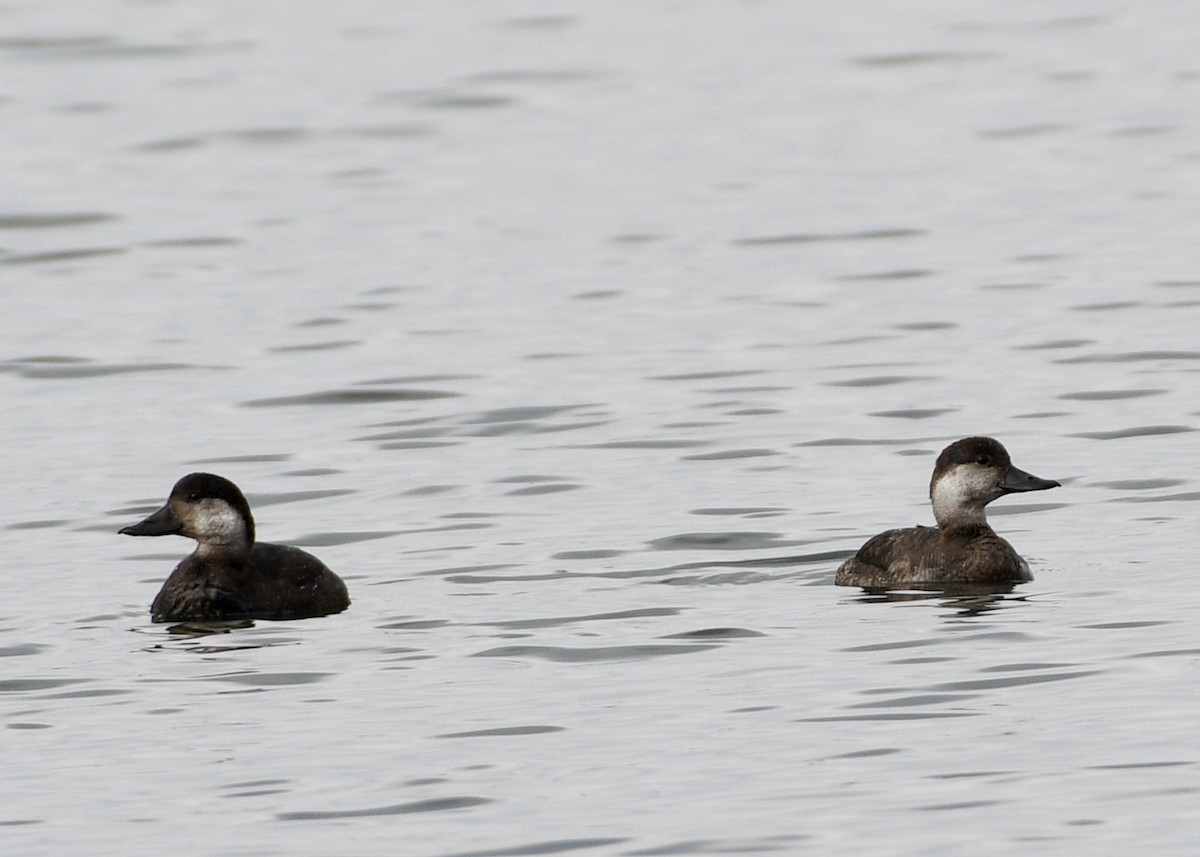 Black Scoter - Don Keffer