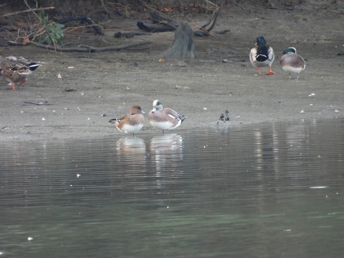 Eurasian Wigeon - Robert Ake