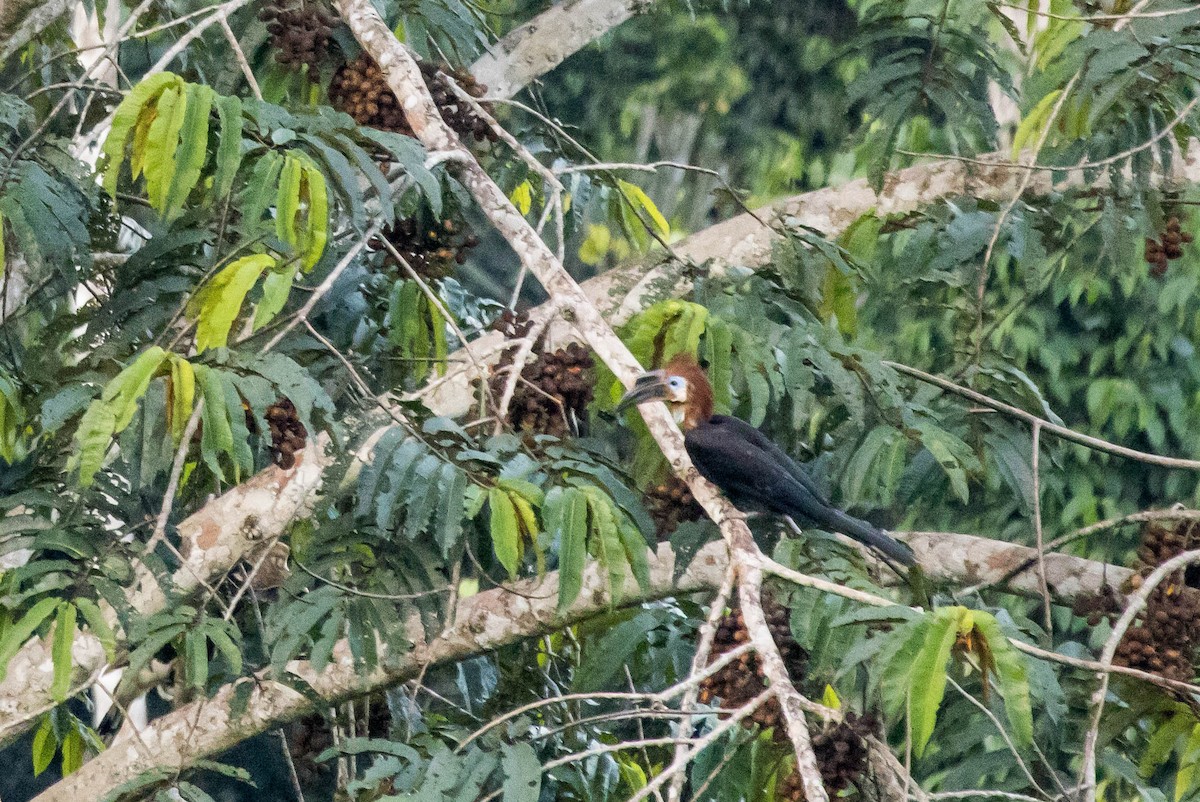 Yellow-casqued Hornbill - ML610788138