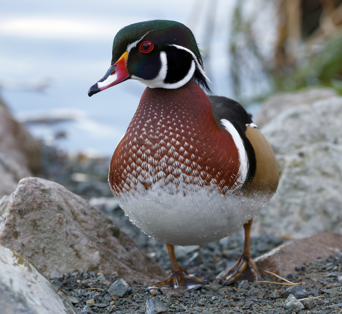 Wood Duck - ML610788176