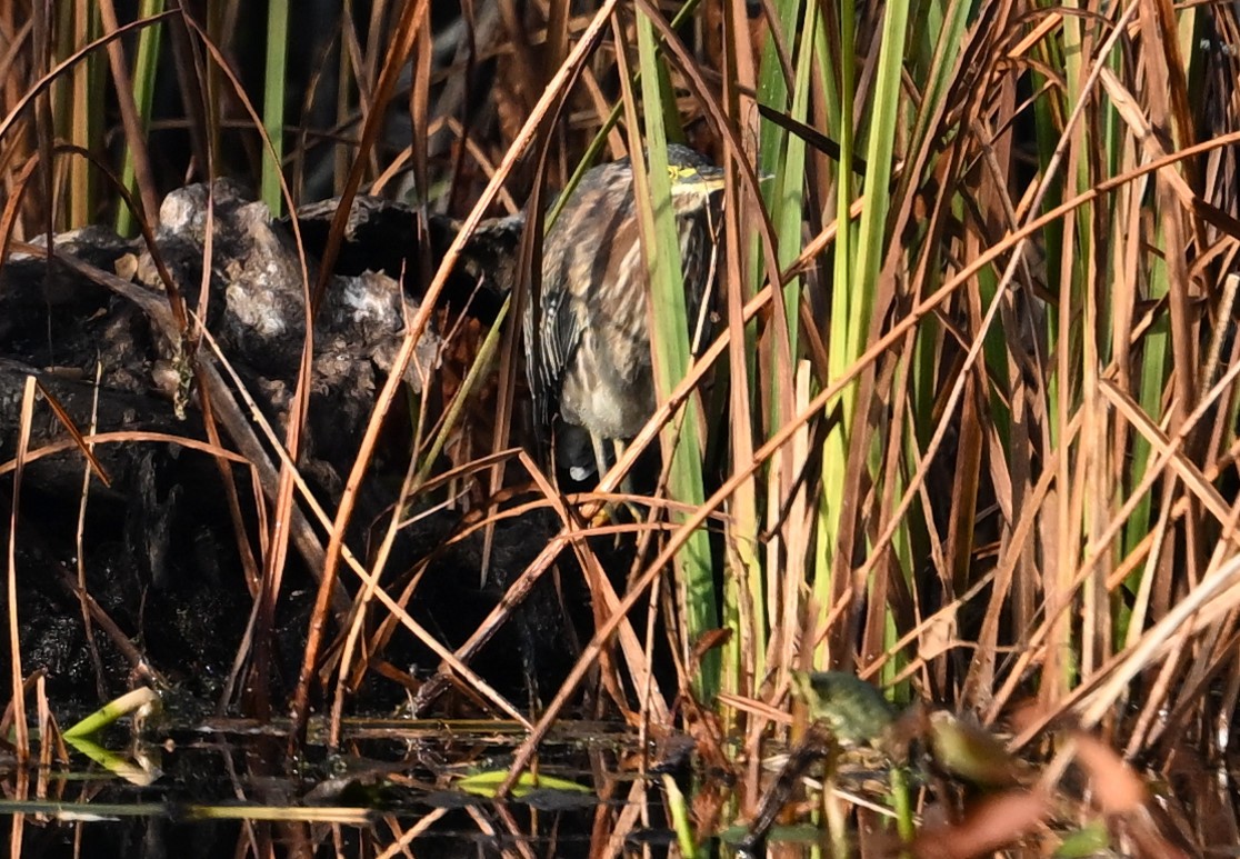 Green Heron - ML610788243