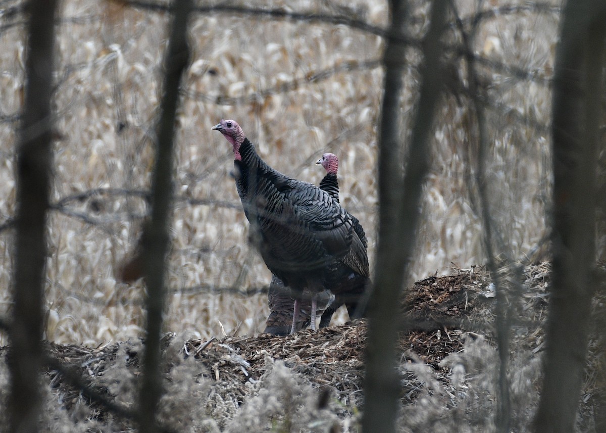 Guajolote Gallipavo - ML610788287